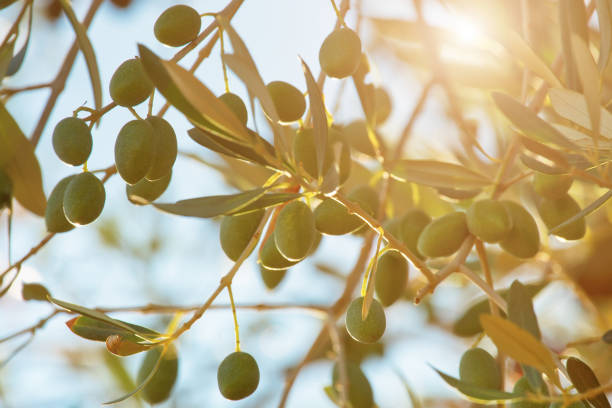 istock Olive branch in the morning sun 1129796986