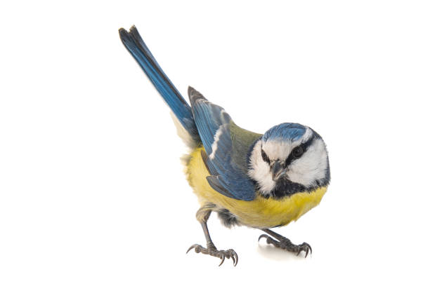 istock Blue tit, Cyanistes caeruleus, isolated on white background. 1129797275