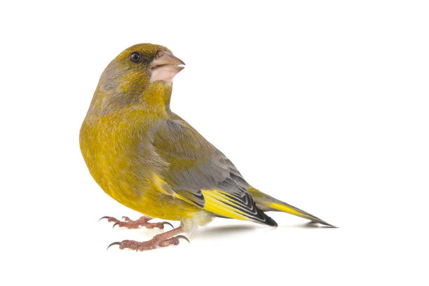 istock Greenfinch isolated on a white background. Carduelis chloris 1129797279