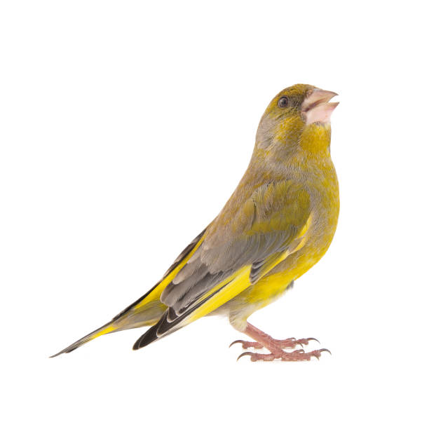 Greenfinch isolated on a white background. Carduelis chloris Greenfinch isolated on a white background. Carduelis chloris. gold finch photos stock pictures, royalty-free photos & images