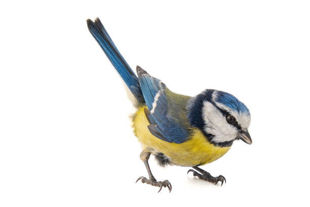 istock Blue tit, Cyanistes caeruleus, isolated on white background. 1129797443