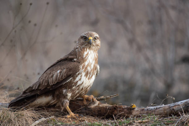 istock Common buzzard, Buteo buteo, stands on a broken branch 1129797493