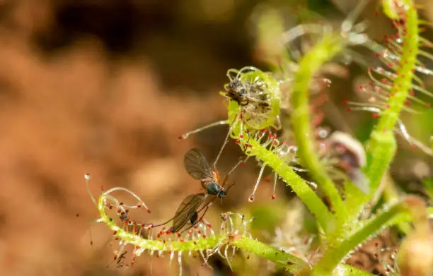 Drossera Indica with kill, flycatcher is an insectivorous plant, Kas Plateau, Satara, Maharashtra, India