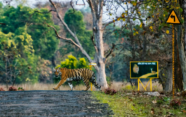 Tigress Crossing near sign board, Tadoba, Maharashtra, India. stock photo