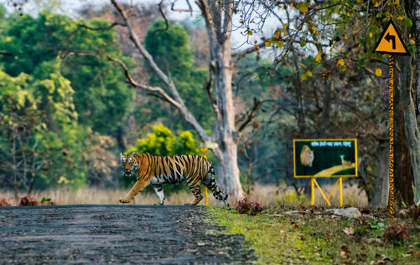 Tigress Crossing near sign board, Tadoba, Maharashtra, India. Tigress Crossing near sign board, Tadoba, Maharashtra, India maharashtra stock pictures, royalty-free photos & images