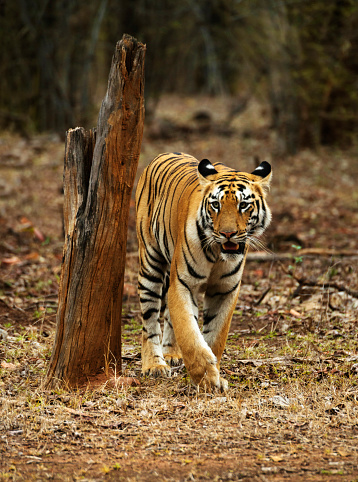 Joven Tigresa, hermanas de Telia, Panthera tigris, Tadoba, Maharashtra, India. photo