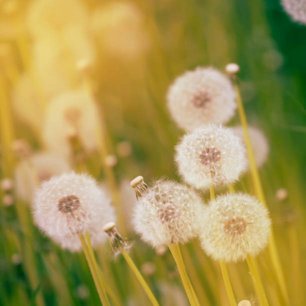 istock Bright spring natural background with blooming fluffy dandelions, outside nature, soft focus, partially blurred image 1129799907