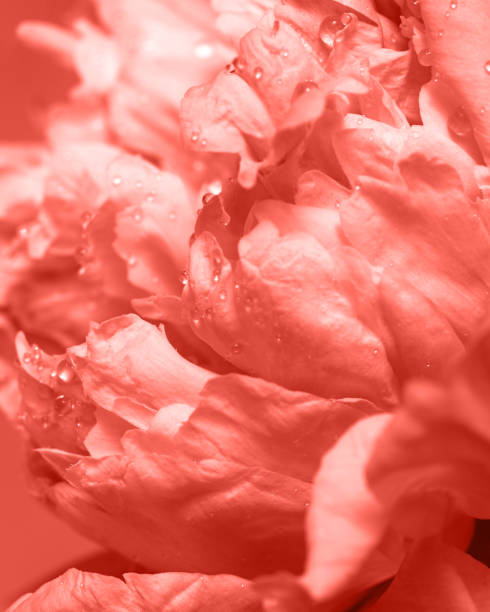 makro zdjęcie kwiatu piwonii z kroplami wody. naturalne tło w modnym kolorze roku 2019 living coral pantone . - rose anniversary flower nobody zdjęcia i obrazy z banku zdjęć