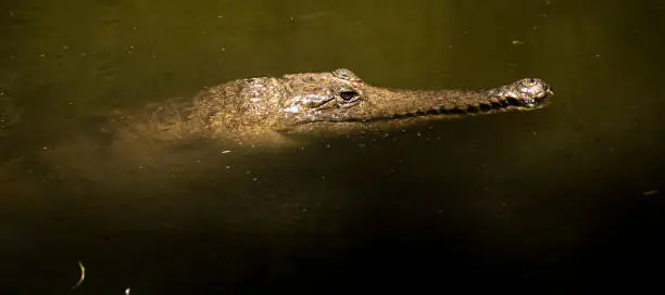 Freshwater crocodile in nature during the daytime