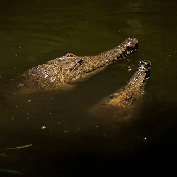 Freshwater crocodile in nature during the daytime
