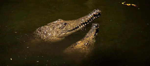 Freshwater crocodile in nature during the daytime