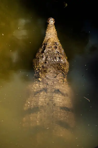 Freshwater crocodile in nature during the daytime
