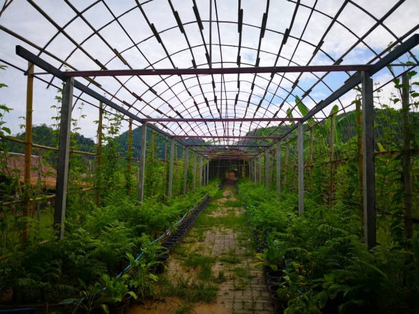 istock A tree nursery that has recently been built into a bamboo structure tunnel. With beams and walkways made of cement. Selective focus and copy space. 1129804633