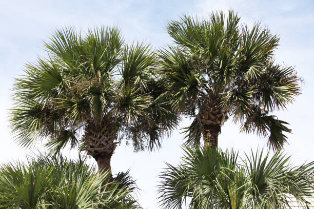 istock crown of the palm trees 1129804919