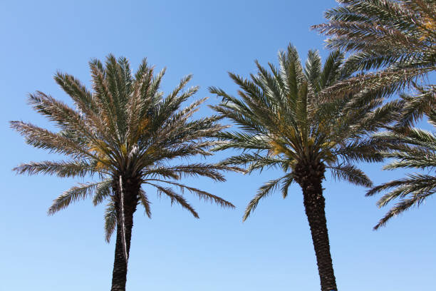 istock crown of the palm trees 1129804970
