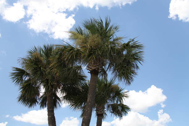 istock crown of the palm trees 1129805004