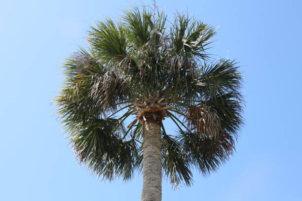 istock crown of the palm trees 1129805010