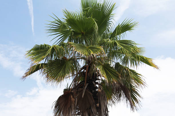 istock crown of the palm trees 1129805029