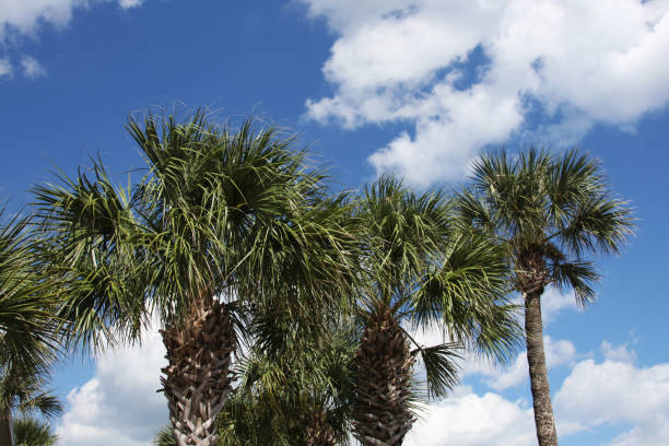 istock crown of the palm trees 1129805044
