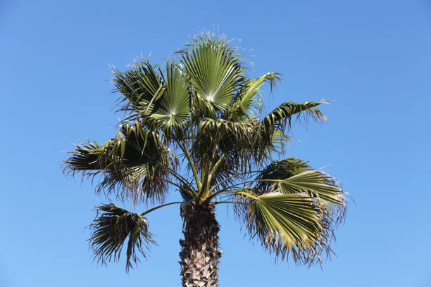 istock crown of the palm trees 1129805068
