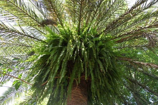 istock crown of the palm trees 1129805130