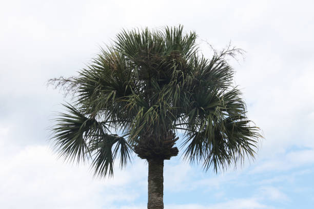 istock crown of the palm trees 1129805170