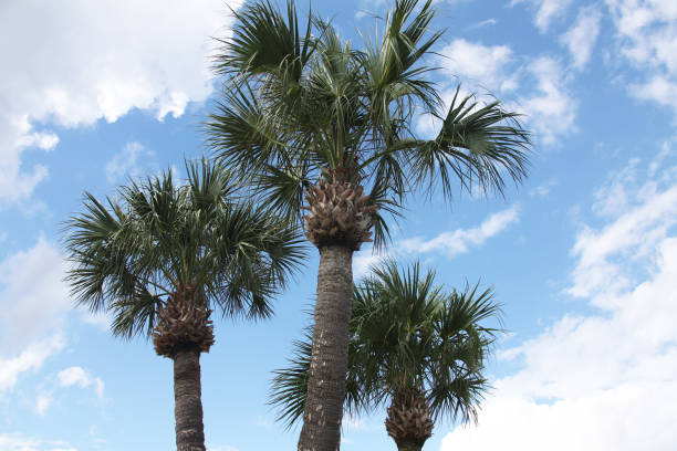 istock crown of the palm trees 1129805173