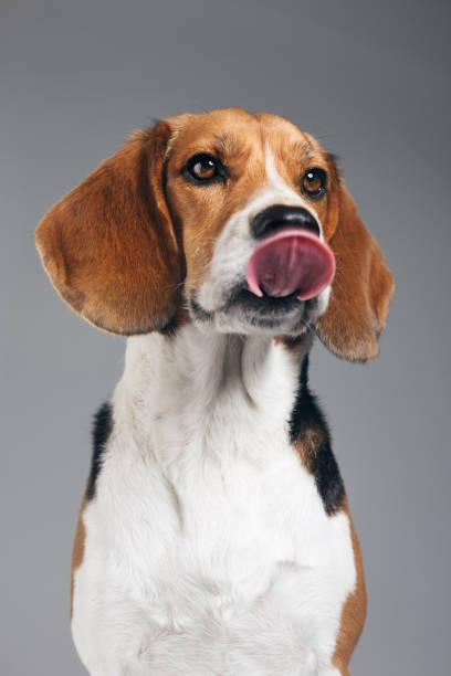 Studio portrait of Beagle dog licking his tongue Studio portrait of a purebred Beagle dog. Pet animal is licking his tongue with hungry expression. Dog is expecting against gray background. Vertical studio photography from a DSLR camera. Sharp focus on eyes. licking nose stock pictures, royalty-free photos & images