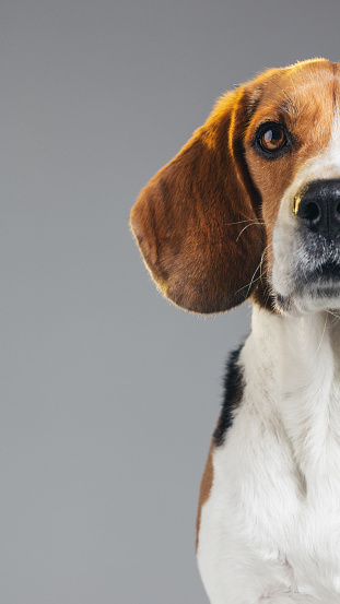 Studio portrait of a purebred Beagle dog. Pet animal is looking at camera with serious expression. Dog is against gray background with attention. Vertical studio photography from a DSLR camera. Sharp focus on eyes.