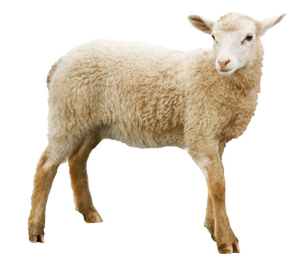 Sheep isolated on white background Sheep looking at camera. Isolated on white background ewe stock pictures, royalty-free photos & images