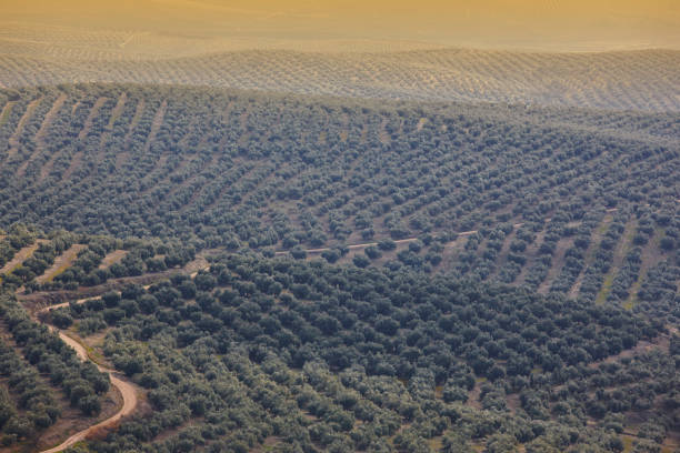 Olive tree fields in Andalusia. Spanish agricultural harvest landscape. Jaen