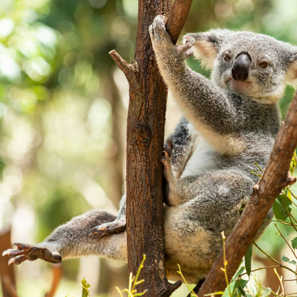 istock Cute Australian Koala resting during the day. 1129806658