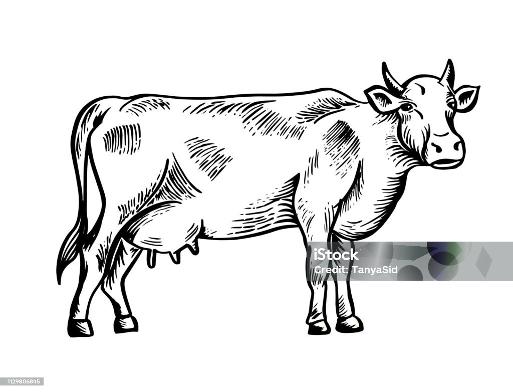 Ilustración de Dibujo De Vaca Dibujada A Mano Ganado Ganado Animal De  Pastoreo Ilustración De Vector Como Grabado y más Vectores Libres de  Derechos de Carne de vaca - iStock