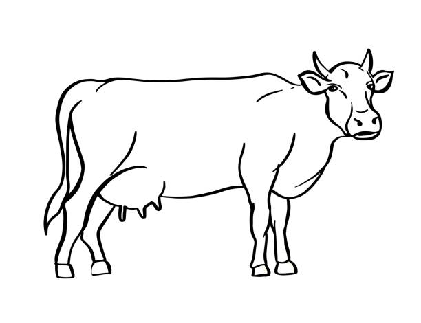 Ilustración de Dibujo De Vaca Dibujada A Mano Ganado Ganado Animal De  Pastoreo Ilustración De Vector y más Vectores Libres de Derechos de Ubre -  iStock
