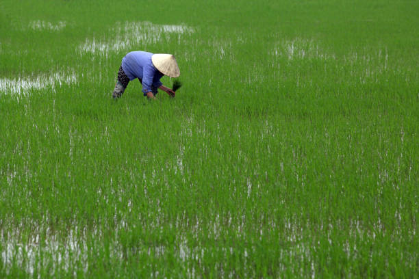 istock Vietnamese woman in the rice field 1129807601