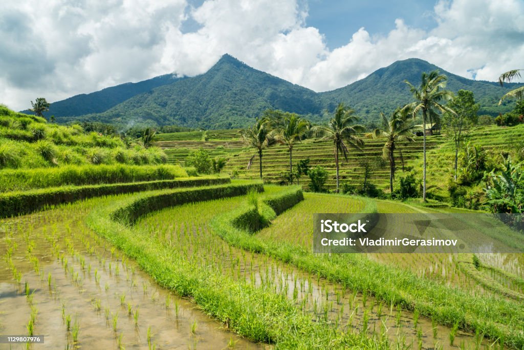 Phong Cảnh Ruộng Bậc Thang Jatiluwih Ở Bali Indonesia Hình ảnh Sẵn có - Tải  xuống Hình ảnh Ngay bây giờ - iStock