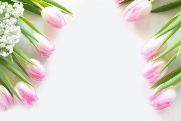 istock Border of pink tulip on white. Top view with copy space. 1129808153