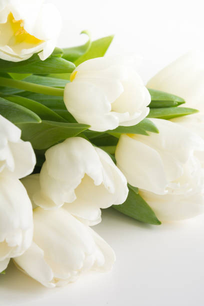 istock Bouquet of white tulip on white. Copy space. 1129808890