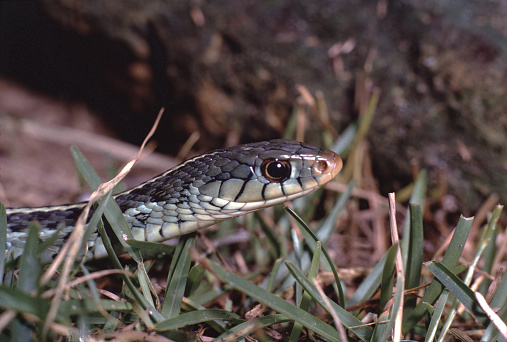 Eastern Garter Snake (Thamnophis Sirtalis Sirtalis). Photographed by acclaimed wildlife photographer and writer, Dr. William J. Weber.