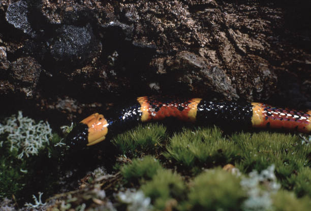 leste da cobra coral (micrurus fúlvio) - coral snake - fotografias e filmes do acervo