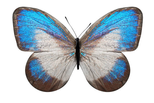 istock tropical butterfly with blue and white wings. isolated on white background 1129810644