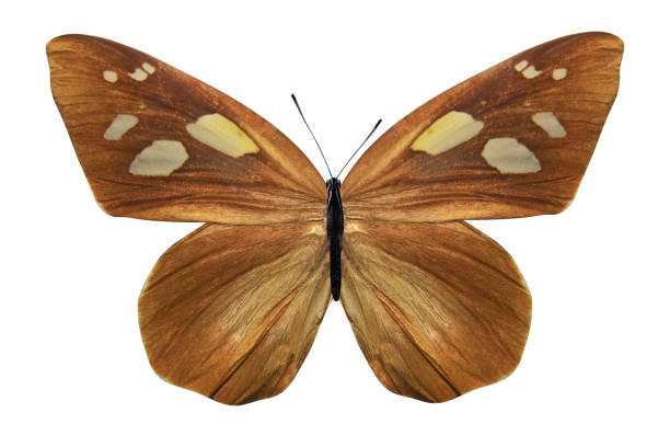 brown butterfly. isolated on white background