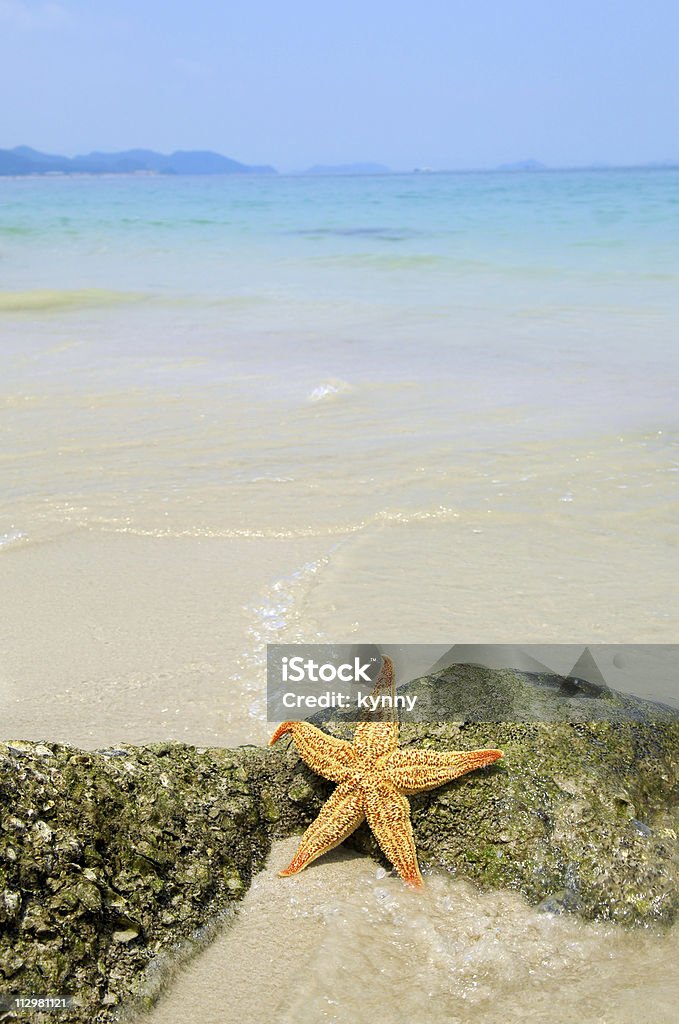 Estrella de mar en la playa - Foto de stock de Estrella de mar libre de derechos