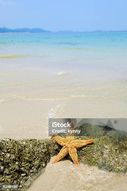 Estrella De Mar En La Playa Foto de stock y más banco de imágenes de Estrella de mar - Estrella de mar, Playa, Animal