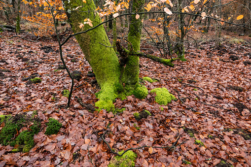 Moss covered tree in the Foret de Fontainebleau in winter.