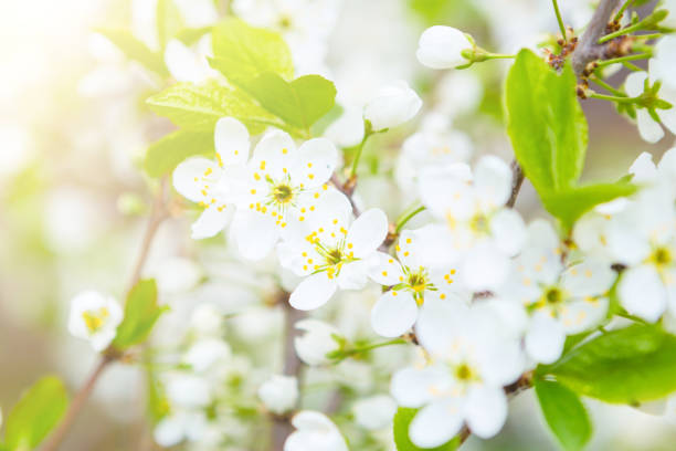 istock Bird cherry tree in blossom. Focus is on central part of the image. 1129812576