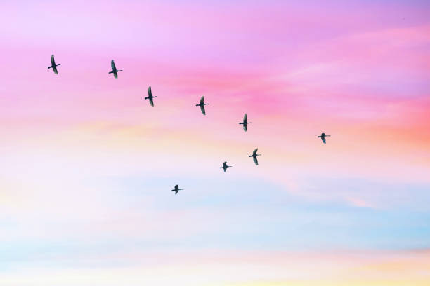 istock Migratory birds flying in the shape of v on the cloudy sunset sky. Sky and clouds with effect of pastel colored. 1129813621