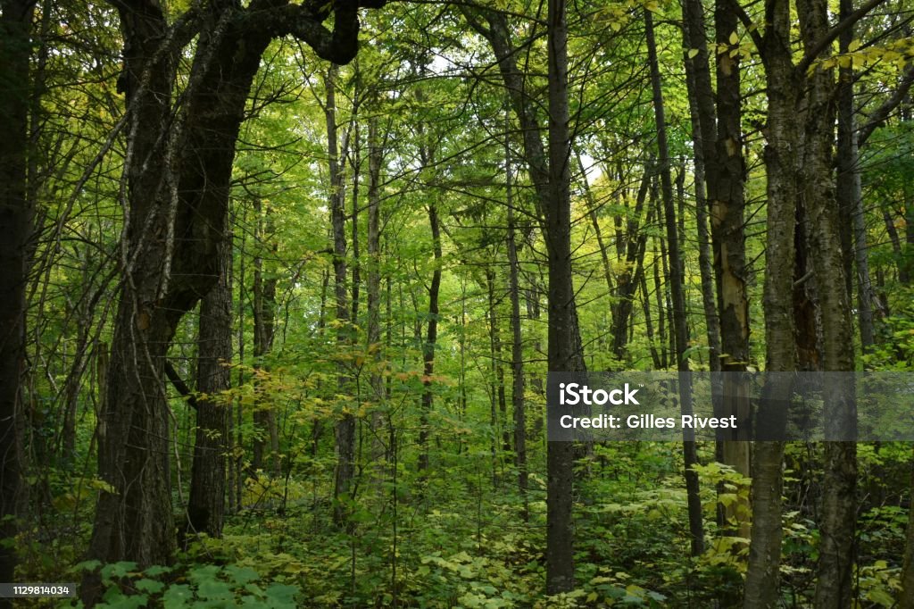 Laurentian Forest Quebec Forest, Canada, in early fall Forest Stock Photo