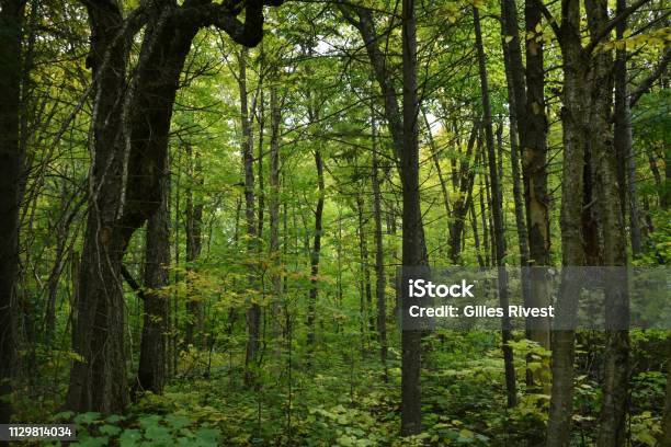 Laurentian Forest Stock Photo - Download Image Now - Forest, Quebec, Canada