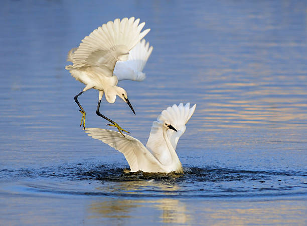 istock Egrets play in the water 112981622